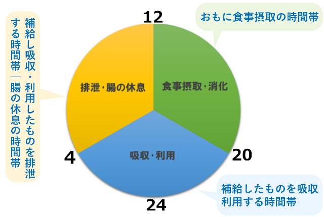 規則的な食事と消化の時間帯円グラフ